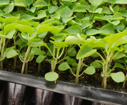 非洲鳳仙(穴盤苗)